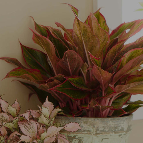 Closeup of a Red Aglaonema houseplant in a bathroom with a pink-variegated Fittonia and a red Anthurium in a window sill behind.