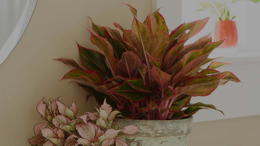 Closeup of a Red Aglaonema houseplant in a bathroom with a pink-variegated Fittonia and a red Anthurium in a window sill behind.