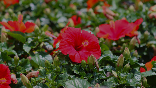 Closeup of Red Hibiscus Flowers in the Costa Farms Trial Garden
