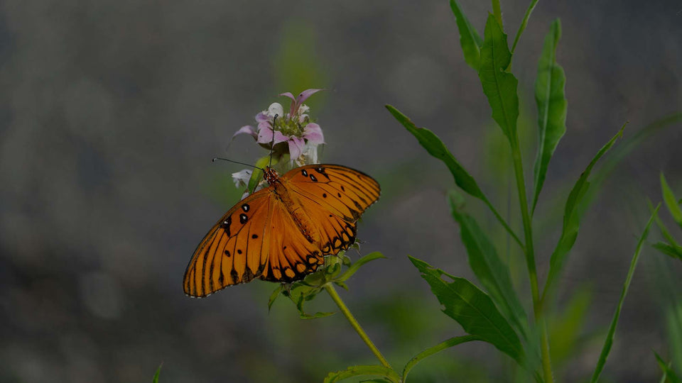 Orange Gulf Fritillary Butterfly on Flower in Fall Flower Garden
