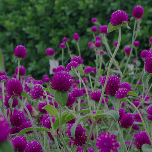 Mid-range shot of a mass of round purple Gomphrena Ping Pong Purple flowers in Costa Farms Trial Garden