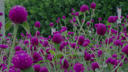 Mid-range shot of a mass of round purple Gomphrena Ping Pong Purple flowers in Costa Farms Trial Garden