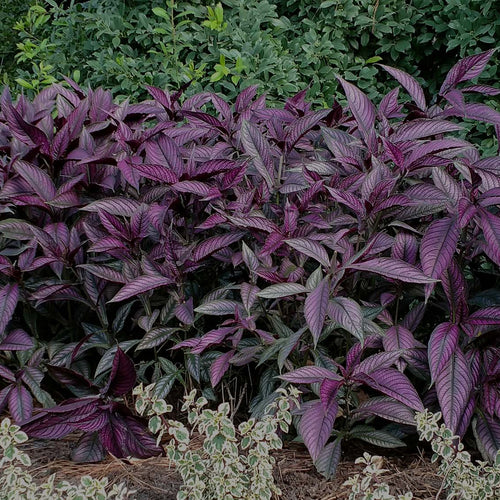 Mid-range image of purple-leaf Persian Shield Tropical plant in a perennial garden
