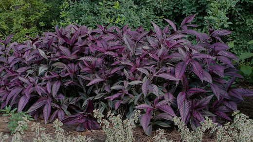 Mid-range image of purple-leaf Persian Shield Tropical plant in a perennial garden