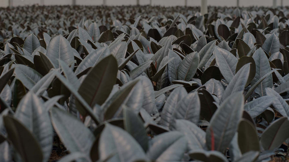 Field of burgundy ficus (Ficus elastica) at Costa Farms