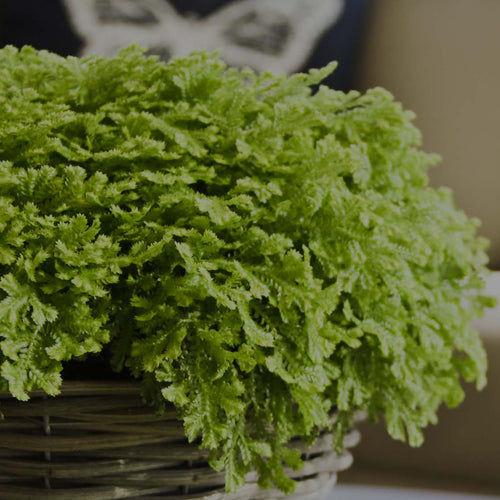 Closeup of Selaginella Moss in a wicker basket on a coffee table in a living room with a tan sofa