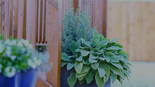Color Commentary: Using Gray Foliage in the Garden