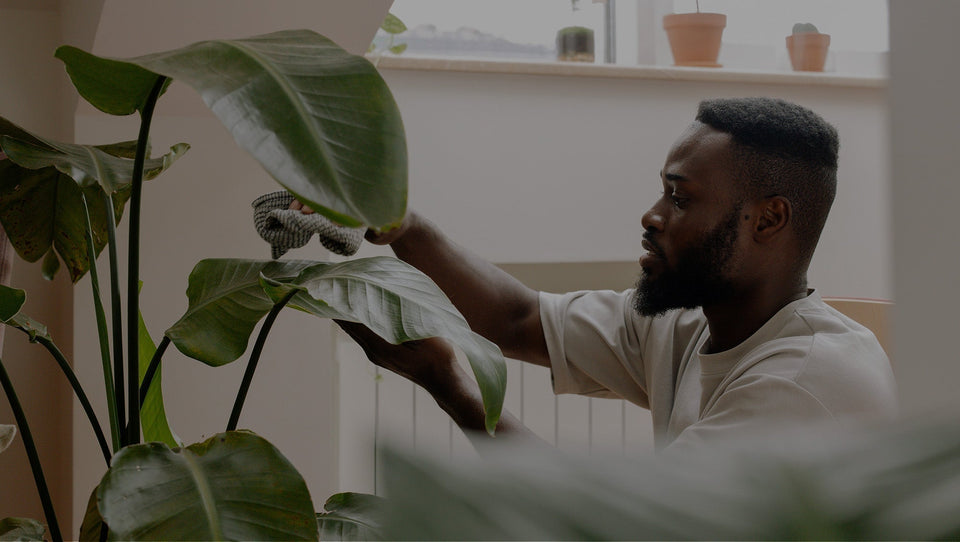man taking care of white bird of paradise plant 