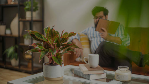 Red Aglaonema in ceramic pot on glass tabletop in living room with man reading in the background
