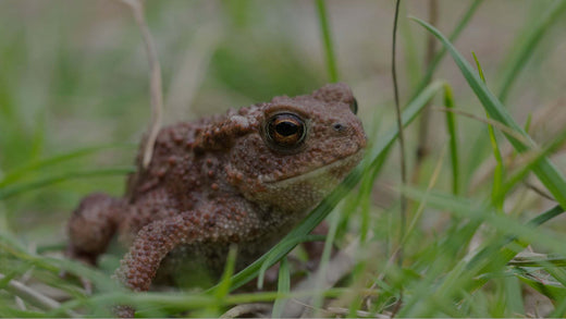 Closeup image of a small toad in lawn in a garden