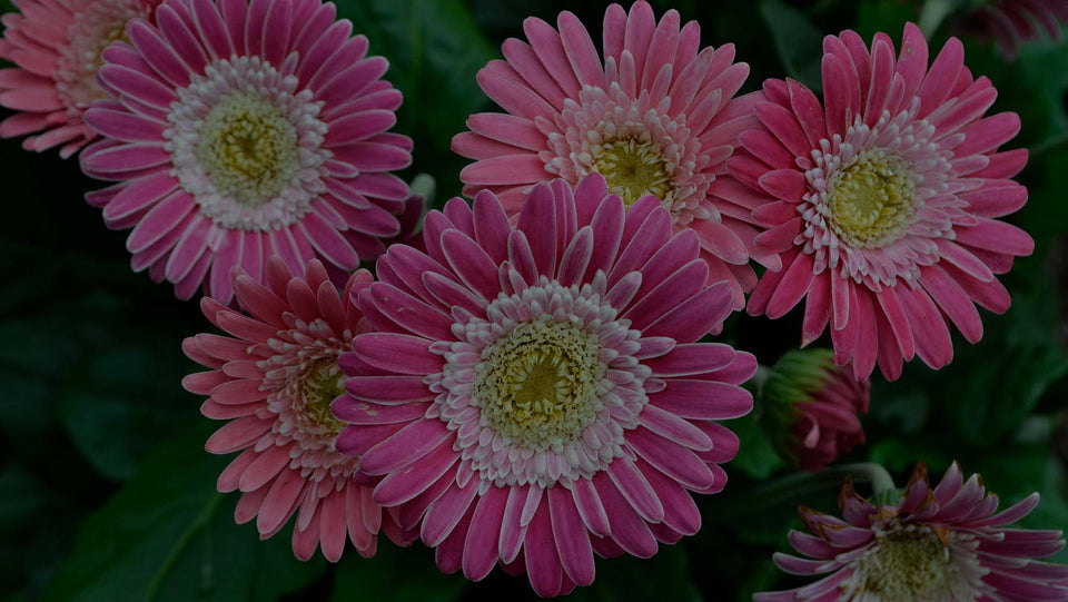 Closeup of pink Gerbera Garvinea flowers in the Costa Farms Trial Garden