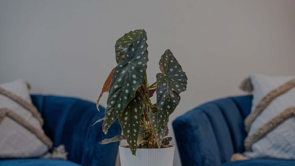 Begonia maculata (also called Polka Dot Begonia) in white self-watering planter on glass coffee table at Costa Farms in front of blue chairs