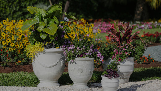 Group of white-glazed terra-cotta container gardens in landscape with Alocasia, Lysimachia, Angelonia, Calibrachoa, Cordyline, and other plants on a white gravel pathway