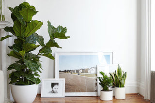 Top 10 Houseplant Care Tips