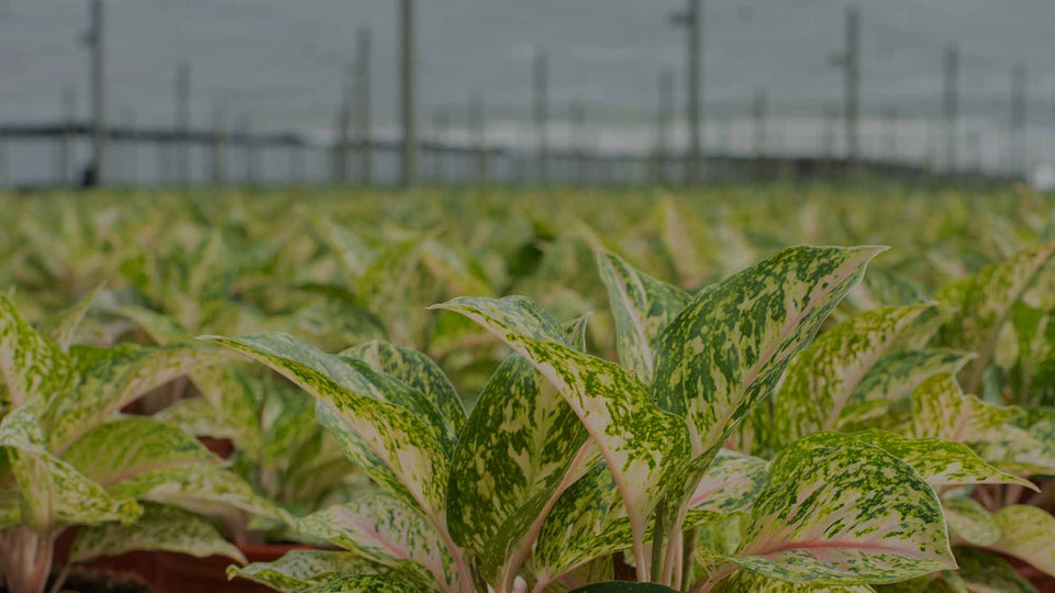 Aglaonema Two-Tone Moonstone in field at Costa Farms