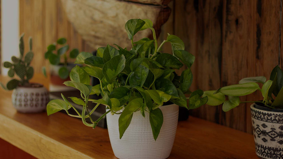 Global Green Pothos in a white ceramic pot on a mantle against a rustic wood wall 