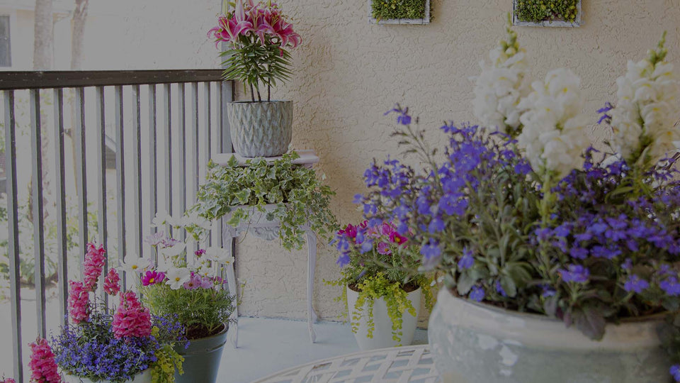 Balcony with potted gardens with pink Snapdragons, white Cosmos, pink Oriental Lily, Blue Lobelia, and other flowers