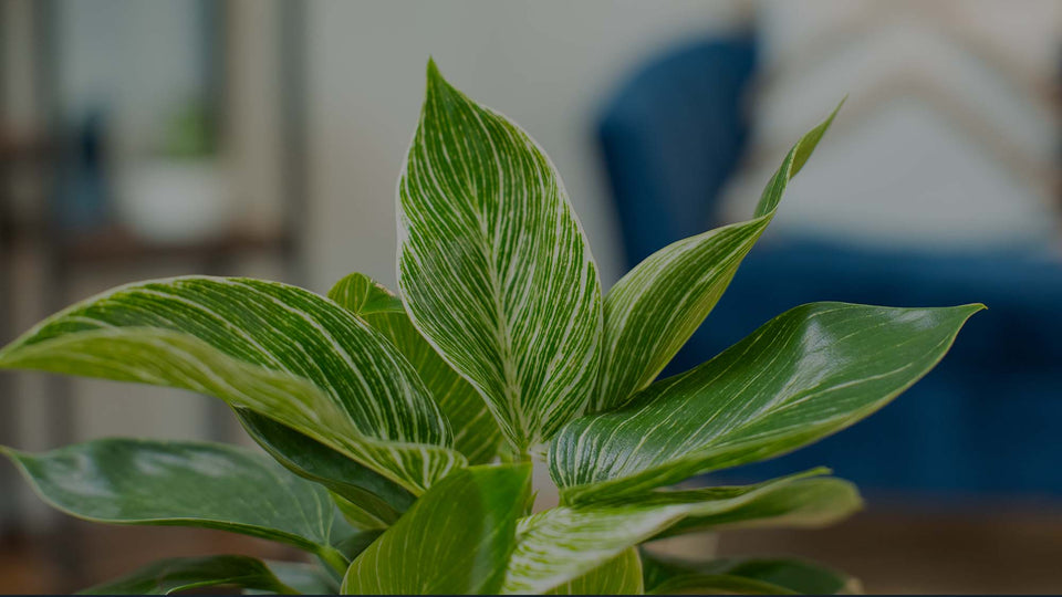 Closeup image of variegated Philodendron Birkin on a tabletop in front of a blue sofa with white pillows