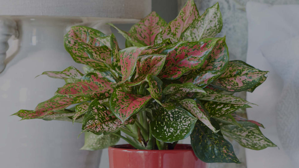 Closeup image of pink-and-green Anyamanee Aglaonema in a pink ceramic pot in a bedroom