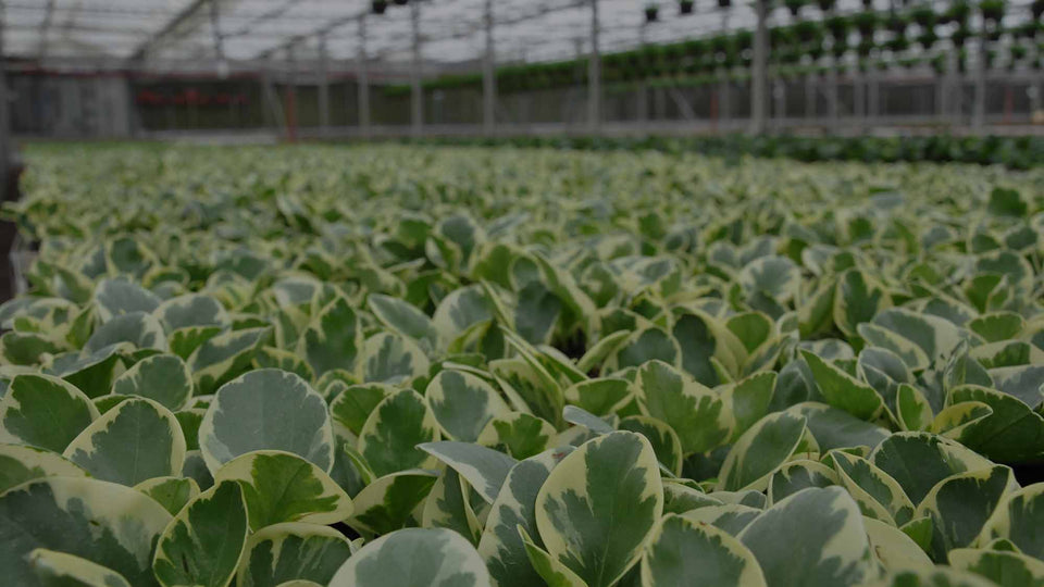 Field of Variegated Peperomia obtusifolia houseplant at Costa Farms