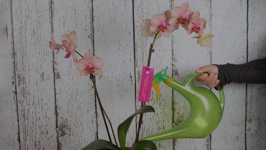 Watering Moth Orchid (Phalaenopsis) with green watering can