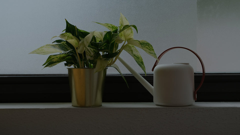 Marble Queen Pothos houseplant on windowsill with white watering can