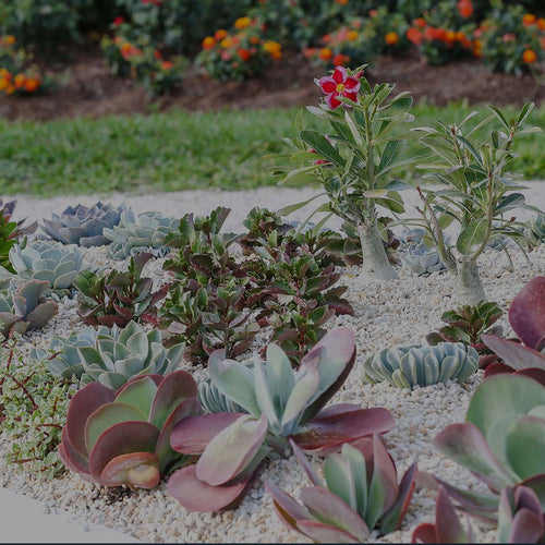 Waterwise garden at Costa Farms featuring a variety of succulents in a triangular raised bed mulched with white gravel