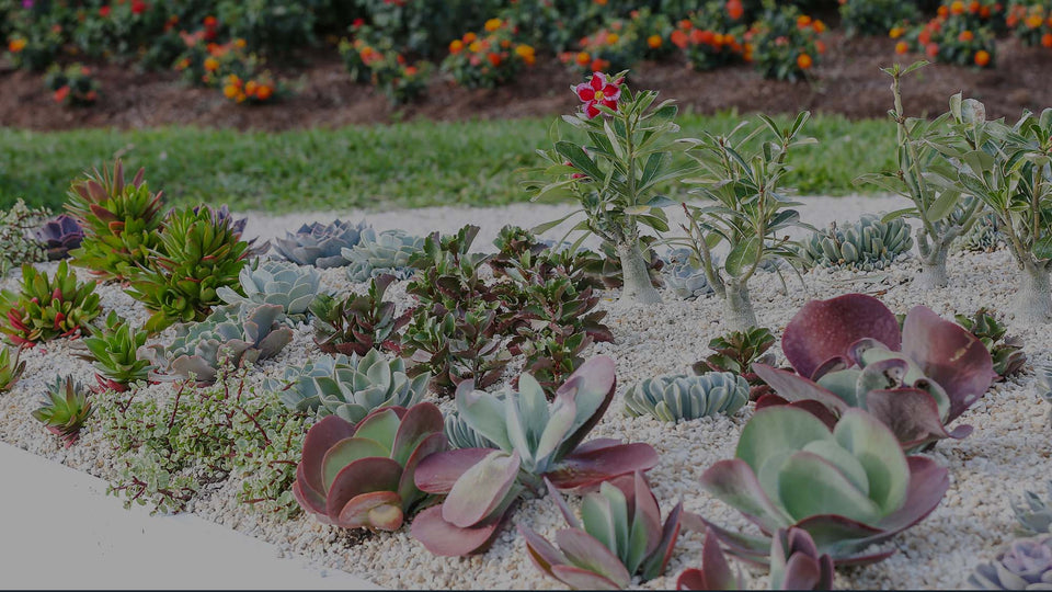 Waterwise garden at Costa Farms featuring a variety of succulents in a triangular raised bed mulched with white gravel