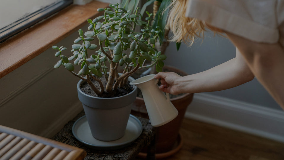 Woman watering a Jade Plant succulent houseplant in a living room by a window with a white pitcher of water