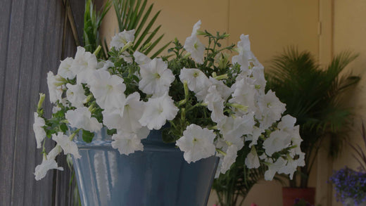 Color Commentary: Using White Flowers in the Garden