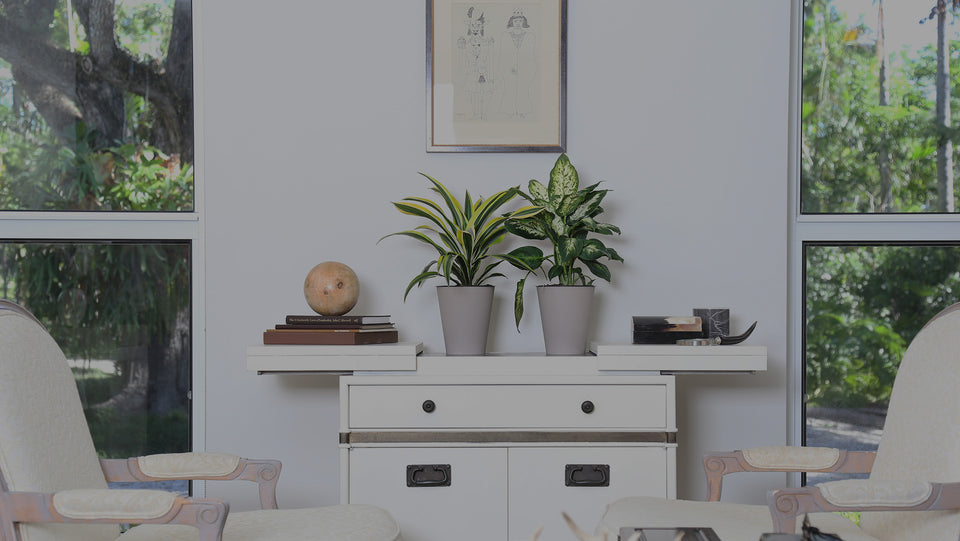 Dieffenbachia and Dracaena houseplants in Wick & Grow self-watering system on white table in living room 