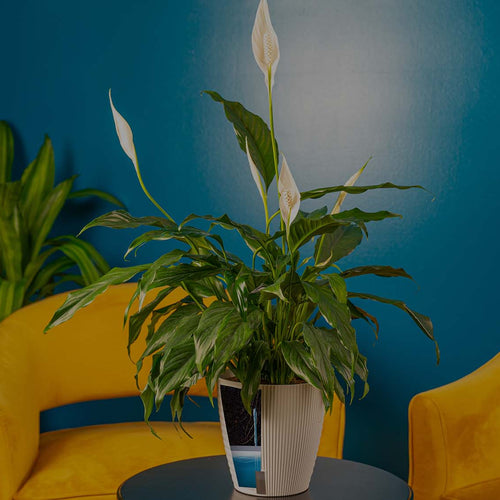 Peace Lily (Spathiphyllum) in tan self-watering system in front of a blue wall with yellow armchairs and on a wood tabletop