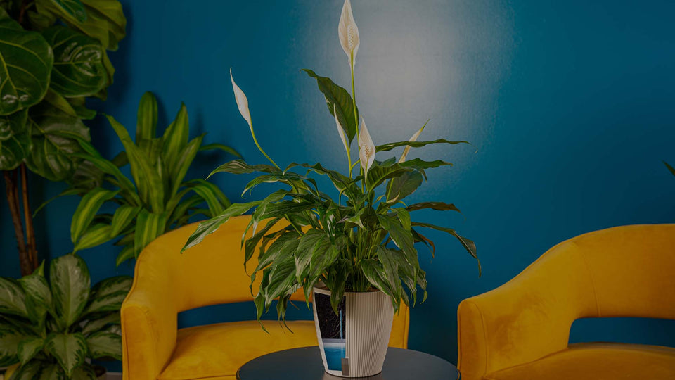Peace Lily (Spathiphyllum) in tan self-watering system in front of a blue wall with yellow armchairs and on a wood tabletop