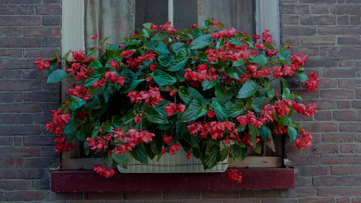 Red Dragon Wing Begonia planted in a white window box in front of a window on a brick wall