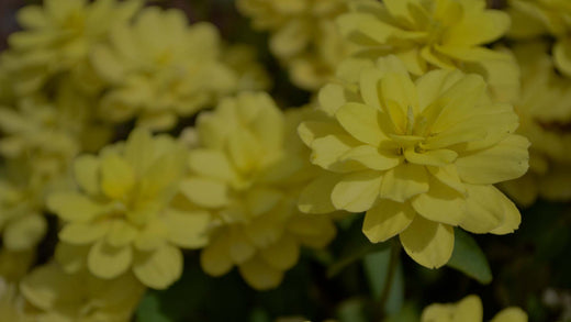 Double Yellow Zinnias in the Costa Farms Trial Garden