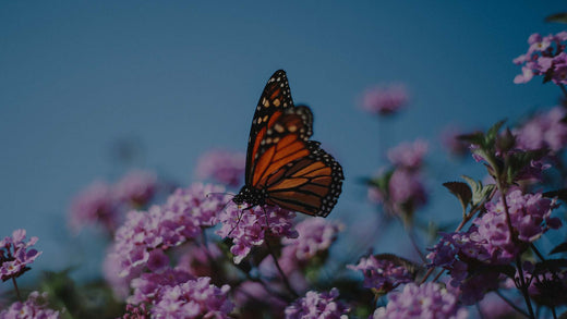 Monarch Butterfly on Purple Lantana in a Flower Garden