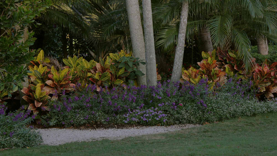 Tropical summer garden with purple Angelonia, Variegated Croton Petra, with a swath of green grass and a white gravel path