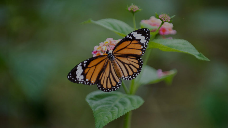 Closeup of orange Monarch Butterfly on a pink Lantana flower in a garden