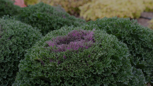 Glamour Flowering Kale variety in a garden