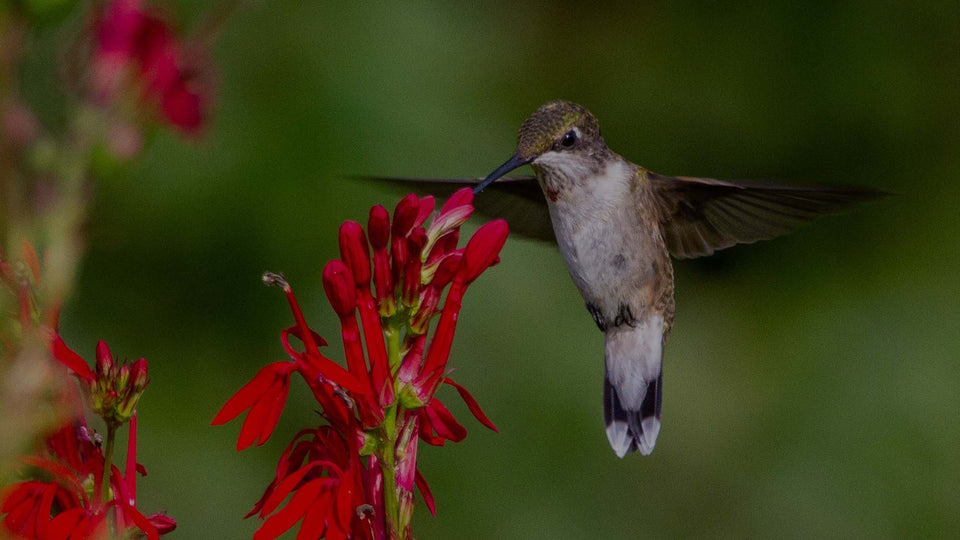 Hummingbird in perennial garden visiting a red Cardinal Flower blossom