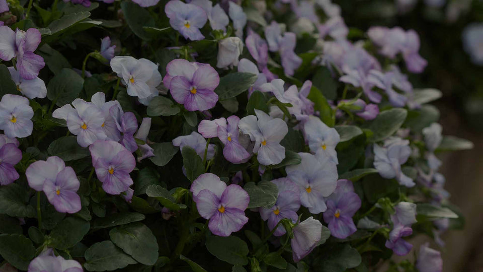 Closeup of Viola Sorbet Lavender Pink in February Garden