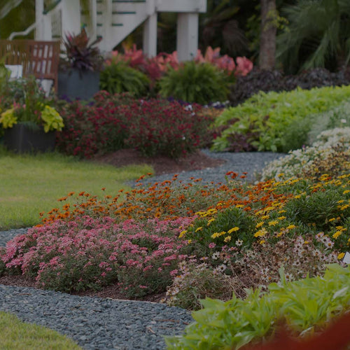 Image of the Costa Farms Trial Garden with winding gray gravel path and golden sweet potato vine, zinnia, pink verbena, yellow osteospermum, and other plants next to a green lawn with a white gazebo in the background