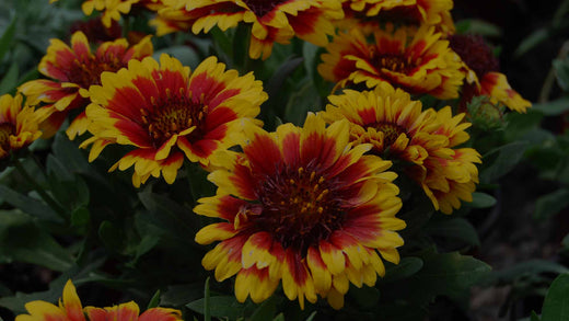 Close Up of red-and-yellow Gaillardia Arizona Sun in perennial garden
