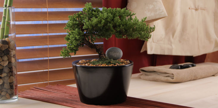 Grow Beautiful Bonsai
