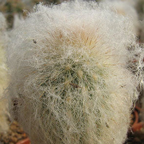 Old Man of Peru Cactus