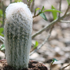Old Man Cactus