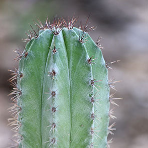 Mexican Fencepost Cactus