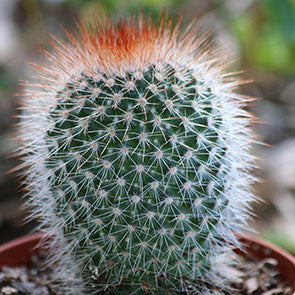Red-Headed Irishman Cactus