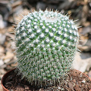 Golden Pincushion Cactus