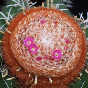 Turk's Cap Cactus